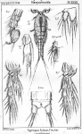 Tigriopus fulvus from Sars, G.O. 1904