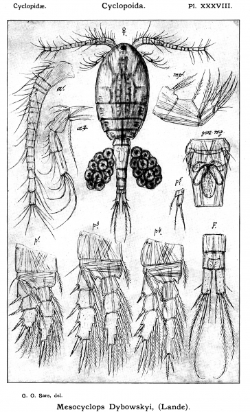 Mesocyclops dybowskii from Sars, G.O. 1914