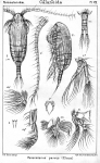 Paracalanus parvus from Sars, G.O. 1901