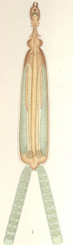 Peniculus fistula from Nordmann, 1832