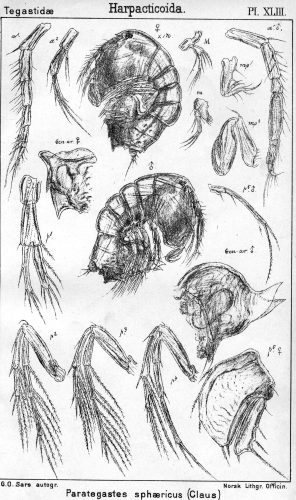 Porcellidium fimbriatum from Sars, G.O. 1904