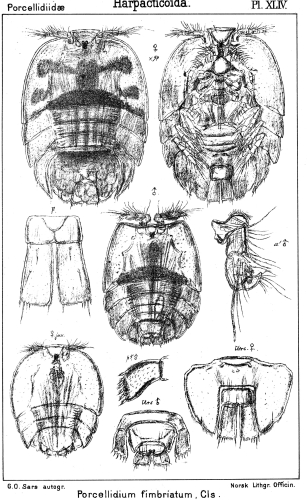 Porcellidium fimbriatum from Sars, G.O. 1904