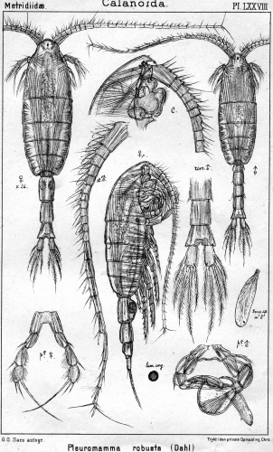 Pleuromamma robusta from Sars, G.O. 1902