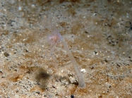 Corymorpha nutans polyp