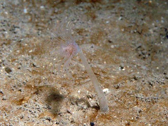 Corymorpha nutans polyp Corymorpha nutans polyp