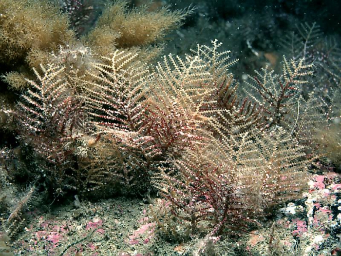Abietinaria abietina Abietinaria abietina