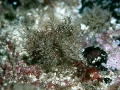 Hydrozoa (hydroids)