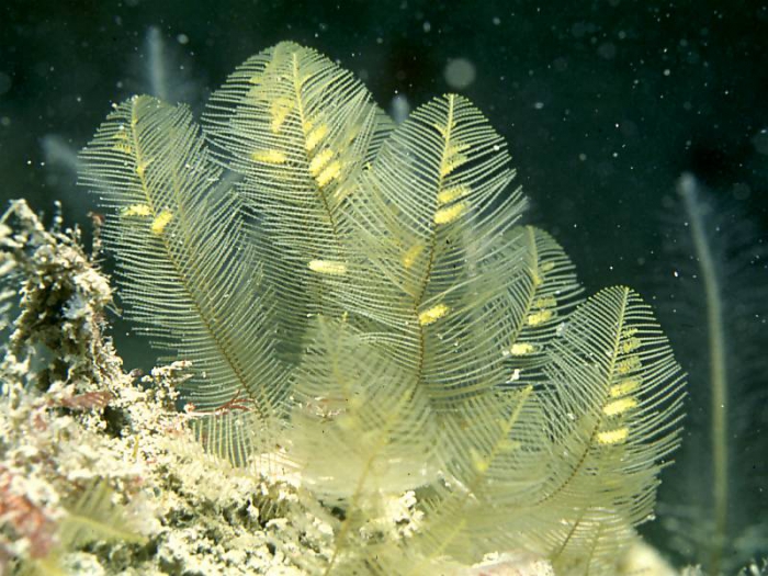 Aglaophenia tubulifera; British Isles Aglaophenia tubulifera; British Isles