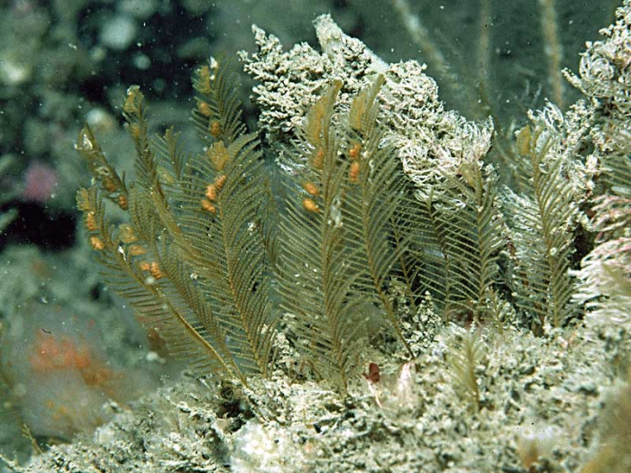 Aglaophenia kirchenpaueria Aglaophenia kirchenpaueria