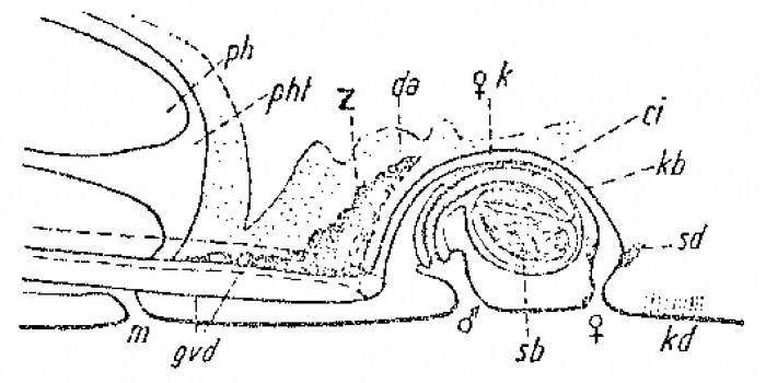 Promonotus schultzei