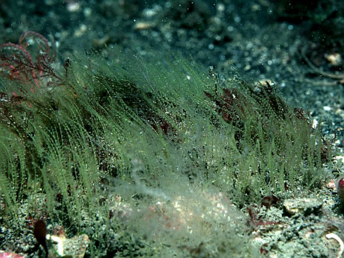 Antennella secundaria Antennella secundaria