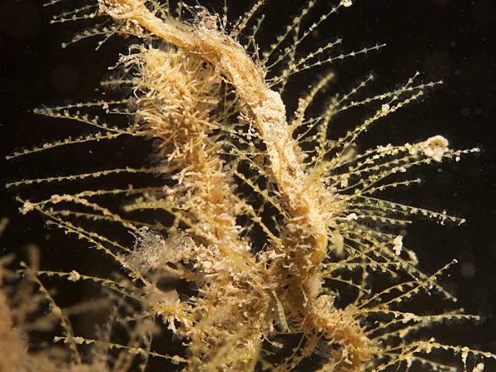 Antennella secundaria Antennella secundaria