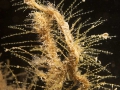 Hydrozoa (hydroids)