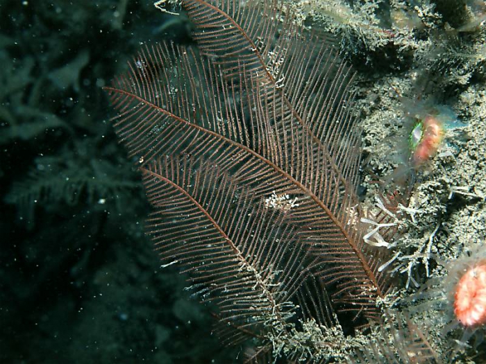 Diphasia alata Diphasia alata