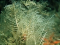 Hydrozoa (hydroids)