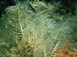 Hydrozoa (hydroids)