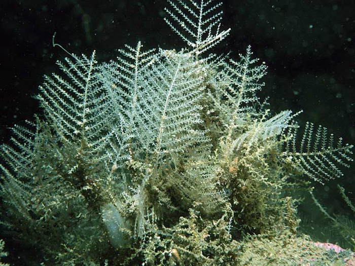 Dipahsia margareta Dipahsia margareta