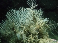 Hydrozoa (hydroids)