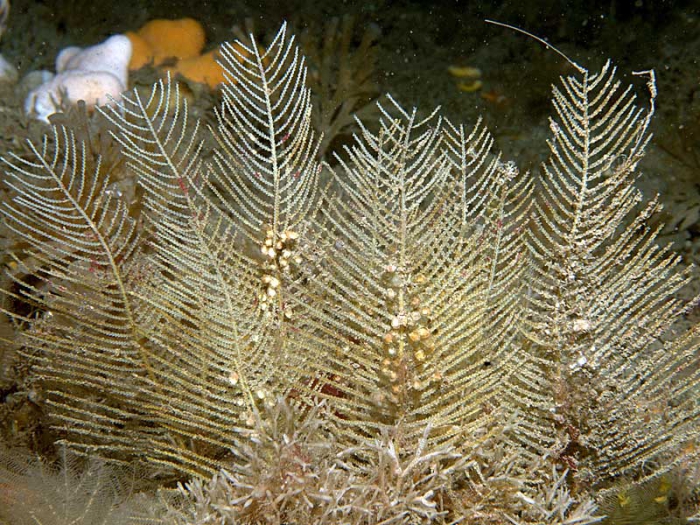 Diphasia nigra (Pallas, 1766) Diphasia nigra (Pallas, 1766)