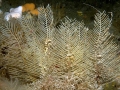 Hydrozoa (hydroids)