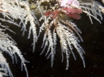 Hydrozoa (hydroids)