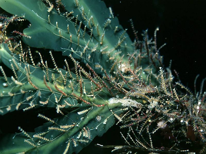 Dynamena pumila (Linnaeus, 1758) on Fucus Dynamena pumila (Linnaeus, 1758) on Fucus