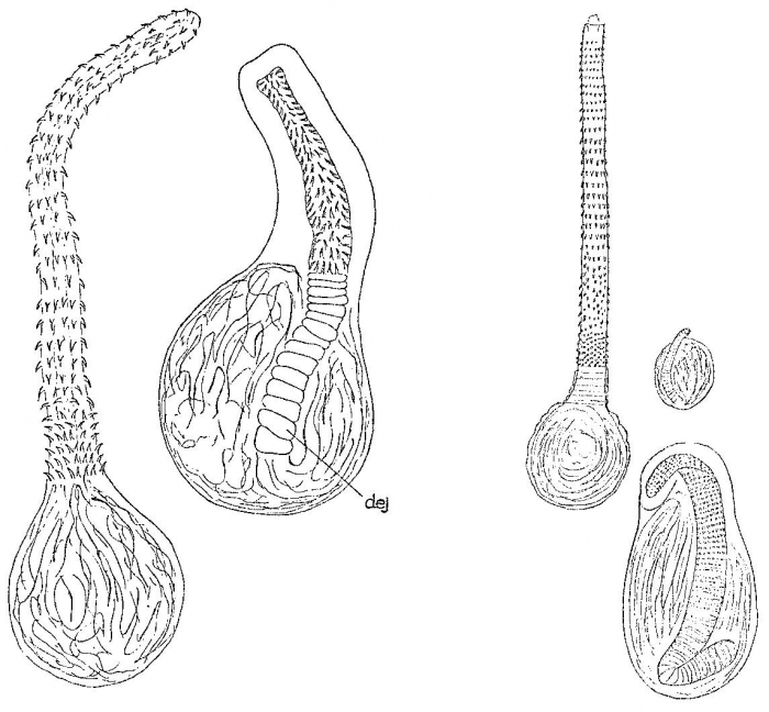 Promonotus schultzei