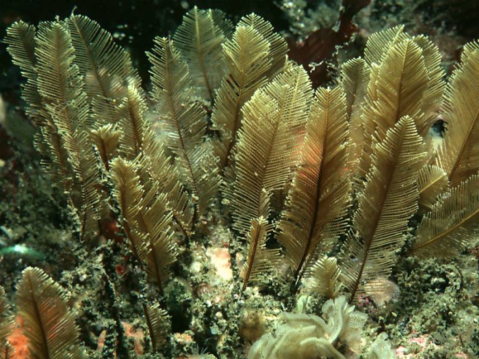 Gymnangium montagui (Billard, 1912) Gymnangium montagui (Billard, 1912)