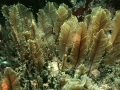 Hydrozoa (hydroids)