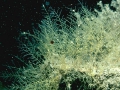 Hydrozoa (hydroids)