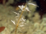 Hydrozoa (hydroids)