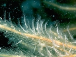 Hydrozoa (hydroids)