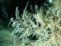 Hydrozoa (hydroids)