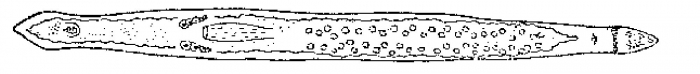 Pseudomonocelis agilis Pseudomonocelis agilis