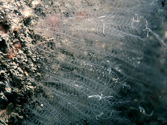 Kirchenpaueria similis Kirchenpaueria similis