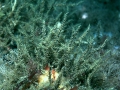 Hydrozoa (hydroids)