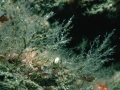 Hydrozoa (hydroids)