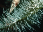 Hydrozoa (hydroids)