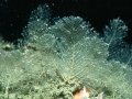 Hydrozoa (hydroids)