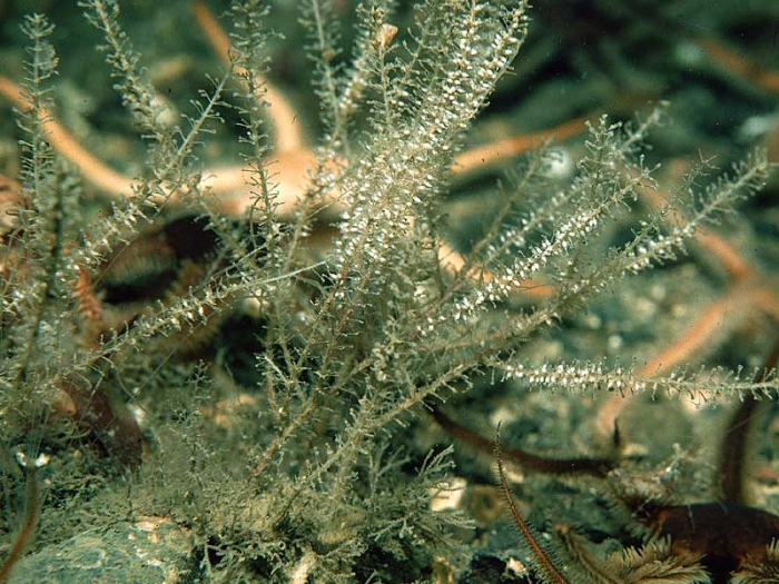 Rhizocaulus verticillatus (Linnaeus, 1758) Rhizocaulus verticillatus (Linnaeus, 1758)