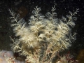 Hydrozoa (hydroids)