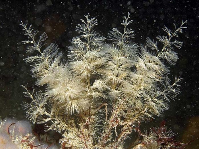 Sertularia argentea Linnaeus, 1758 Sertularia argentea Linnaeus, 1758