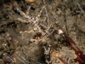 Hydrozoa (hydroids)