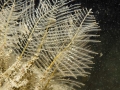 Hydrozoa (hydroids)