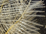 Hydrozoa (hydroids)