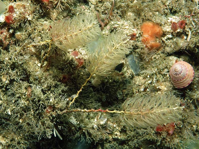 Thuiaria thuja (Linnaeus, 1758); Ireland Thuiaria thuja (Linnaeus, 1758); Ireland