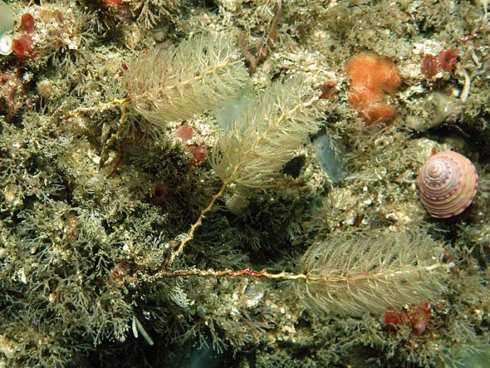 Thuiaria thuja (Linnaeus, 1758); Ireland