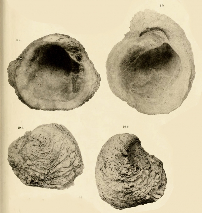 Pseudochama gryphina (Lamarck, 1819)Fossil specimen ("Astigiano") figured by Sacco (1899: pl 14 fig. 8-10) Pseudochama gryphina (Lamarck, 1819)Fossil specimen ("Astigiano") figured by Sacco (1899: pl 14 fig. 8-10)