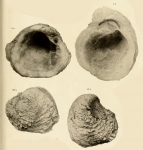 Pseudochama gryphina (Lamarck, 1819)Fossil specimen ("Astigiano") figured by Sacco (1899: pl 14 fig. 8-10) 