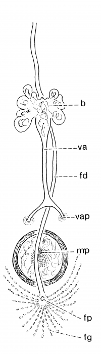 Pseudomonocelis ophiocephala Pseudomonocelis ophiocephala
